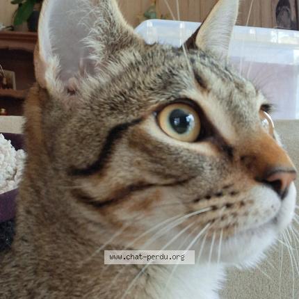 Photo 2/2 Léon Chat perdu à Saint bonnet en champsaur