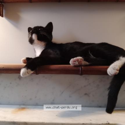 Photo 1/2 Alcaline Chat perdu à La plaine sur mer