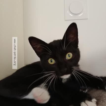 Photo 2/2 Alcaline Chat perdu à La plaine sur mer