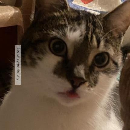 Photo 1/1 Mozart Chat perdu à Bras