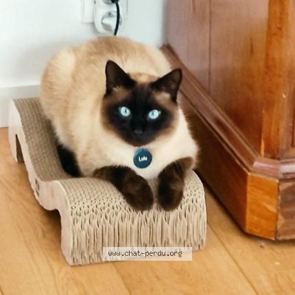 Photo 1/1 Lulu Chat perdu à Vigneux de bretagne