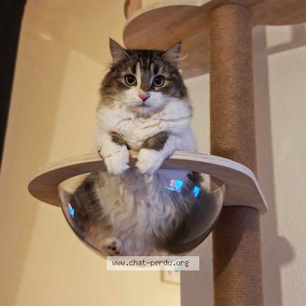 Photo 1/1 Jessie Chat perdu à Creissan