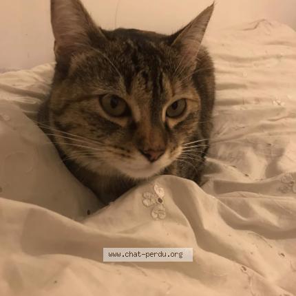 Photo 1/1 Chouquette Chat perdu à Champigny sur marne