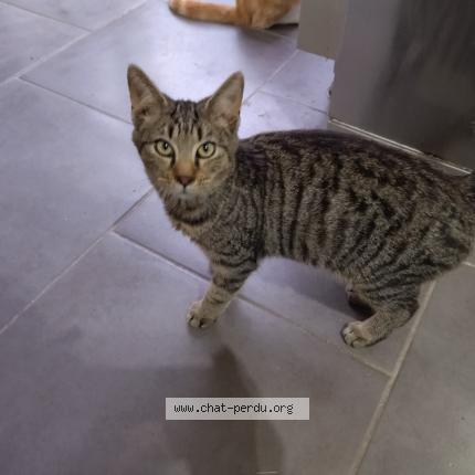 Photo 1/1 bull Chat perdu à Evin malmaison