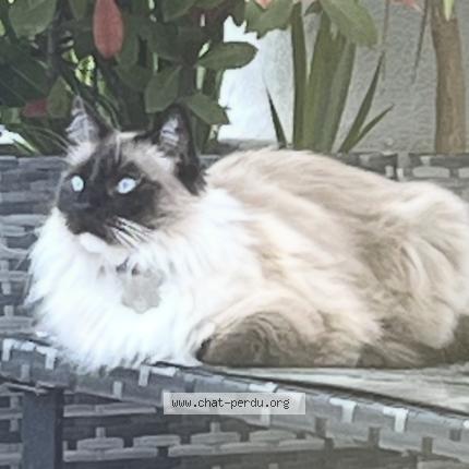 Photo 1/1 Quinoa Chat perdu à La ciotat