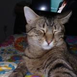 Photo de chat perdu à Meridian