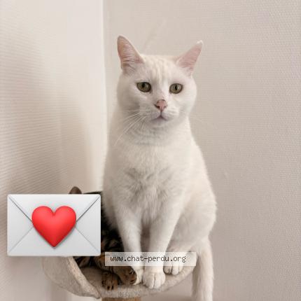 Photo 1/1 Plume Chat perdu à Nevers