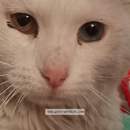 Photo 1/1 Chat trouvé Trouvé à La paz