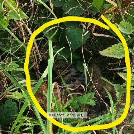 Photo 1/1 Chat trouvé Trouvé à Conde sur l escaut