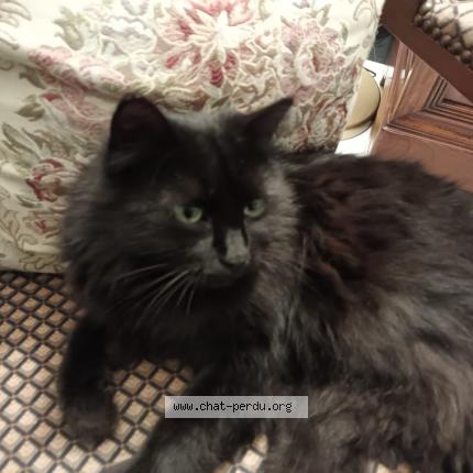 Photo 1/1 Minou Chat perdu à Aix noulette