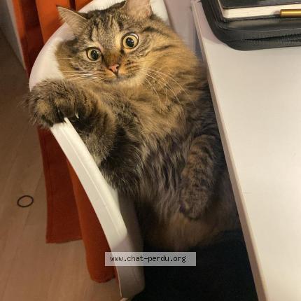 Photo 1/1 Mochy Chat perdu à Lyon