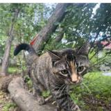 Photo de chat perdu à Duluth