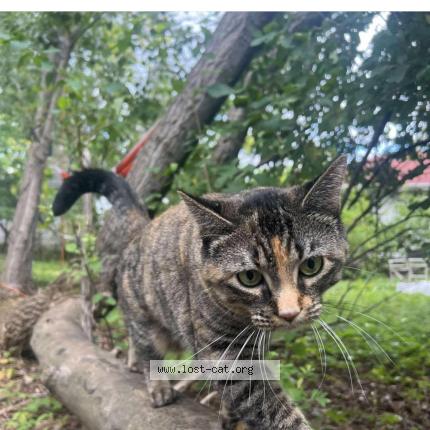Photo 1/1 Ivy Chat perdu à Duluth