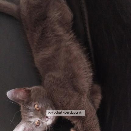 Photo 1/1 Chat retrouvé Perdu à Courrieres