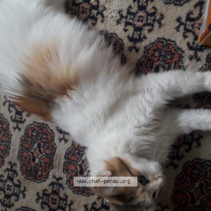 Photo 1/1 Fleur Chat perdu à Chassieu