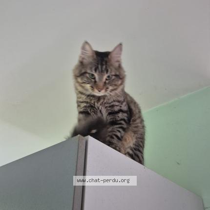 Photo 1/1 Kouromi Chat perdu à Angles