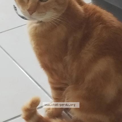 Photo 1/1 Pimousse Chat perdu à Lecousse