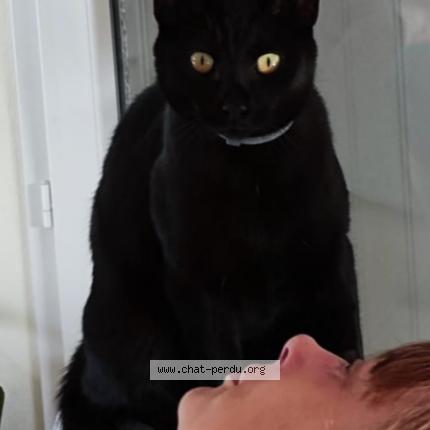 Photo 1/1 Mimi ou Kitkat Chat perdu à Fleac