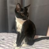 Photo de chat perdu à Houston