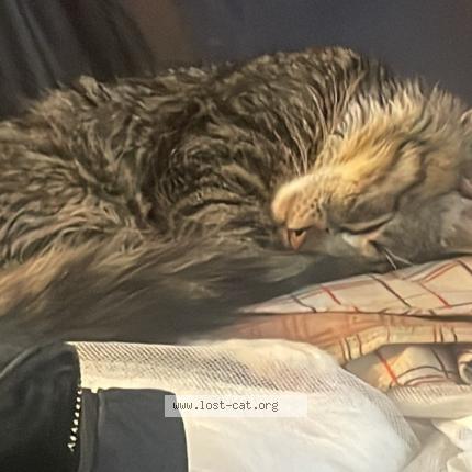 Photo 1/1 King Chat perdu à Burnsville