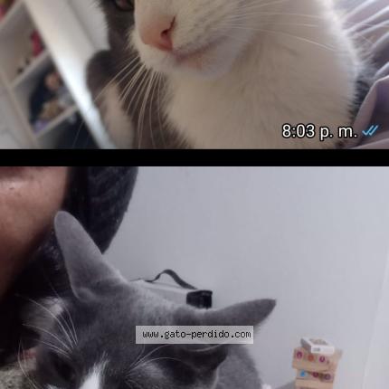 Photo 1/1 Dulce Chat perdu à Ciudad autonoma buenos airescaba