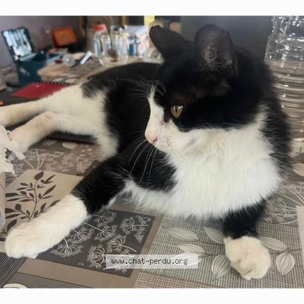 Photo 1/1 Hakou Chat perdu à Meynes