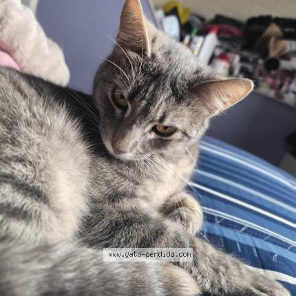 Photo 1/1 Luna Chat perdu à Valparaiso