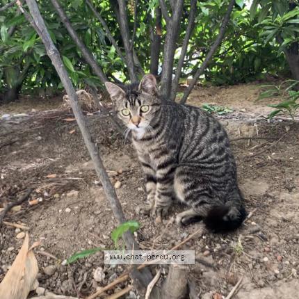 Photo 1/1 Titi Chat perdu à Le blanc mesnil