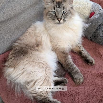 Photo 1/1 Ramsès Chat perdu à Pont scorff