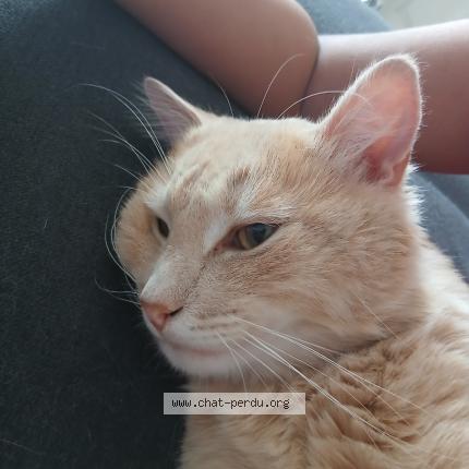 Photo 1/1 Neige Chat perdu à Saint maurice l exil