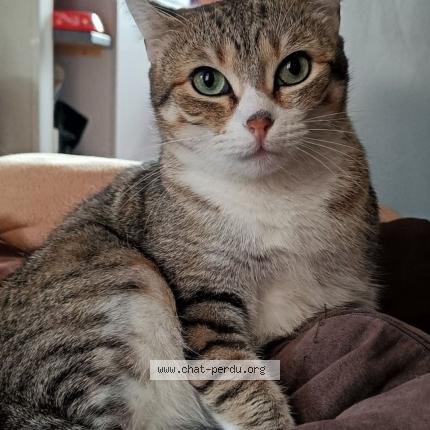 Photo 1/1 Piuma Chat perdu à Templeuve en pevele