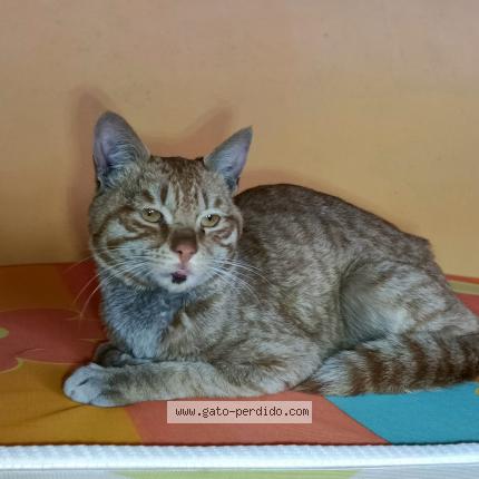 Photo 1/1 Chat trouvé Trouvé à Machachi