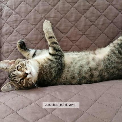 Photo 1/1 Samba Chat perdu à Pornic