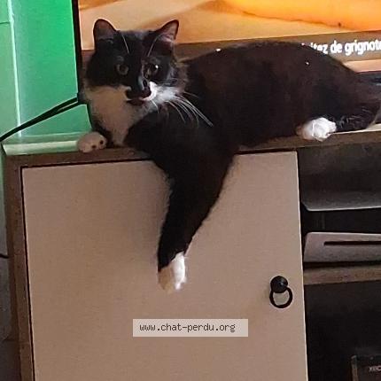 Photo 1/1 Berlioz Chat perdu à Libourne