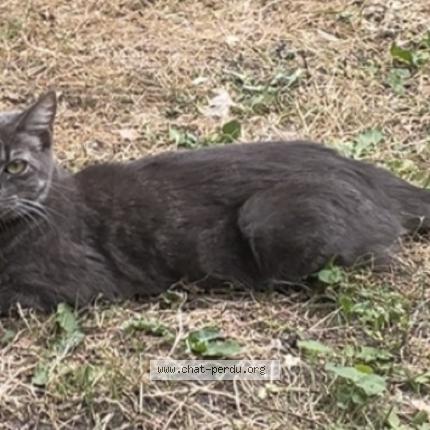 Photo 1/1 gaia Chat perdu à Pontchateau
