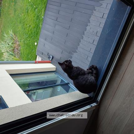 Photo 1/1 Tige Chat perdu à Barizey