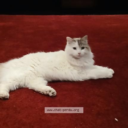 Photo 1/1 Paillette Chat perdu à Tarascon