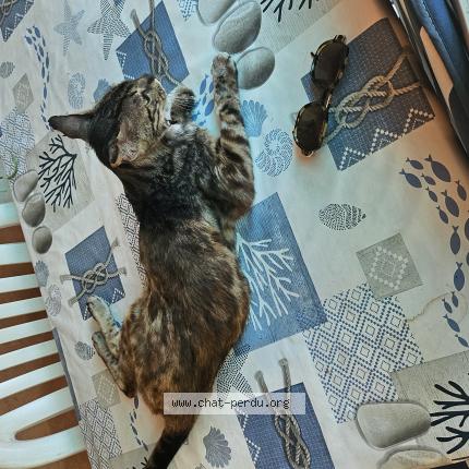 Photo 1/1 Panthère Chat perdu à Le beausset