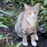 Photo de chat perdu à Chicago