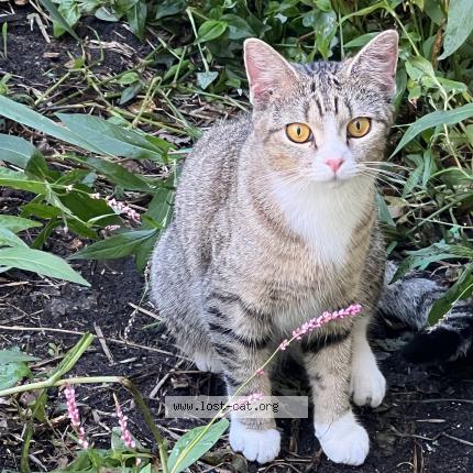 Photo 1/1 Ramona Chat perdu à Chicago