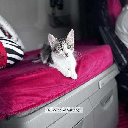 Photo 1/1 Luna Chat perdu à Longueville