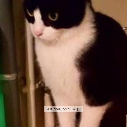 Photo 1/1 Nino Chat perdu à Agen