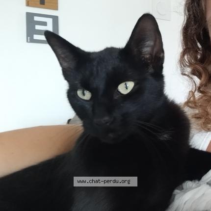 Photo 1/1 Estelle TRIOMPHE Chat perdu à Vindry sur turdine