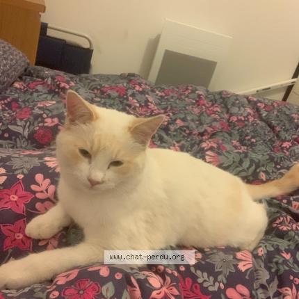 Photo 1/1 Plume Chat perdu à Ramonville