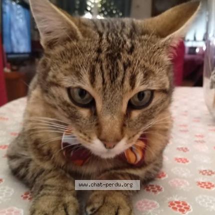 Photo 1/1 Romy Chat perdu à St quentin