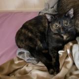 Photo de chat perdu à Mims