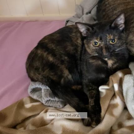 Photo 1/1 Mitzy Chat perdu à Mims