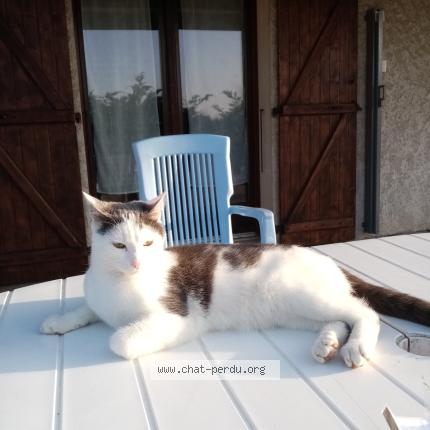 Photo 1/1 Indy Chat perdu à Charnecles