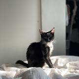 Photo de chat perdu à Visalia