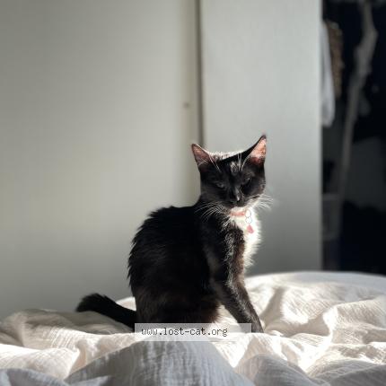 Photo 1/1 Jiji Chat perdu à Visalia